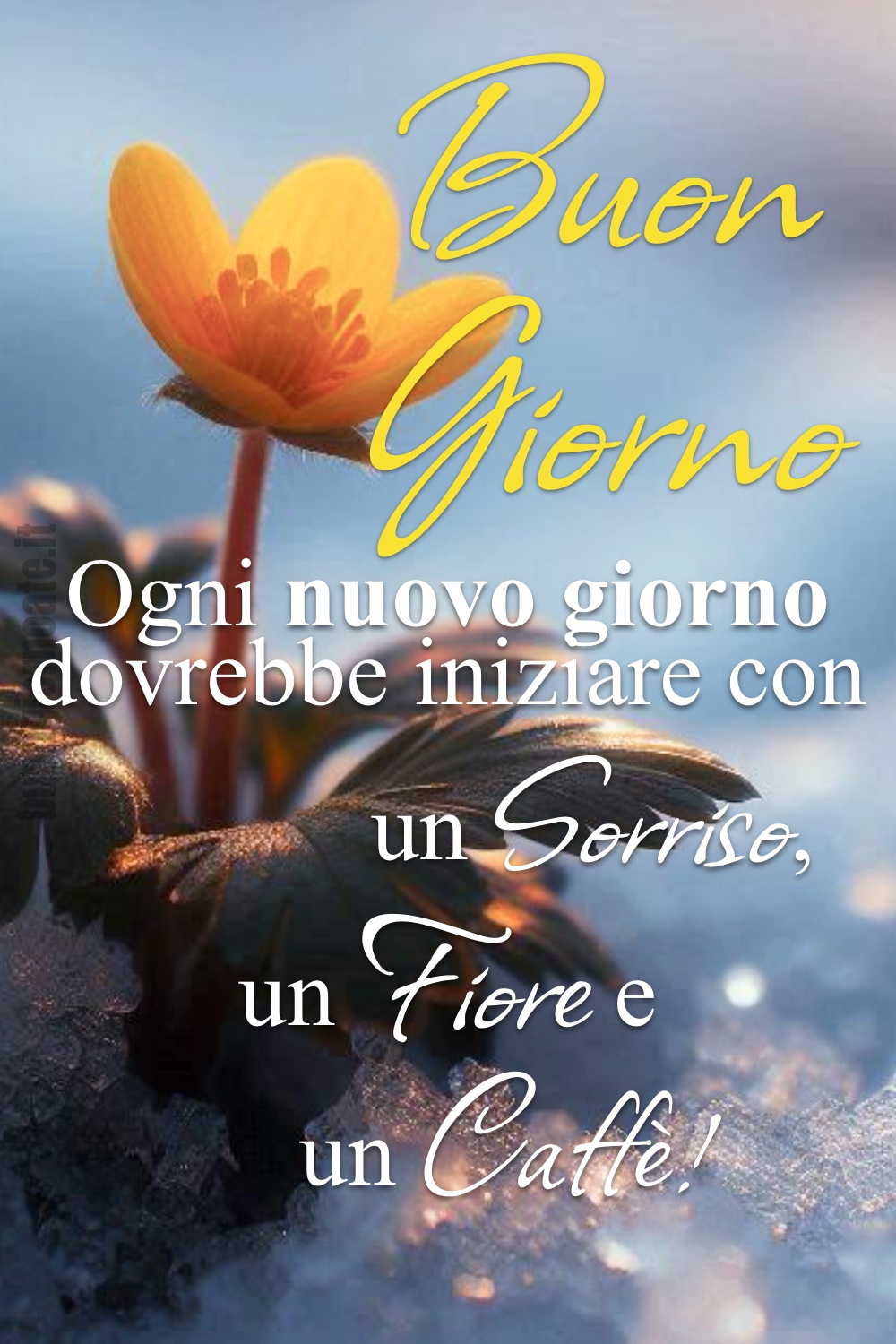 Buon Giorno. Ogni nuovo giorno dovrebbe iniziare con un Sorriso, un Fiore e un Caffè!