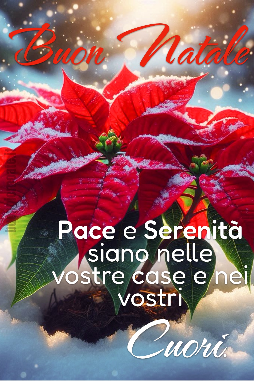 Buon Natale. Pace e Serenità siano nelle vostre case e nei vostri Cuori.